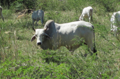 Zebu Vieh in Llanos
