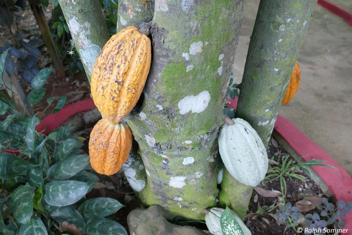 Kakaofrucht am Stamm im Jardin Botanico de Vinales