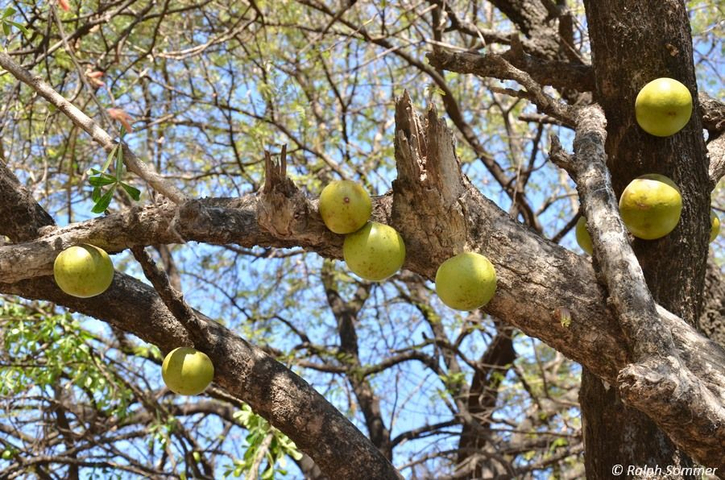 Jícaro-Frucht vom Kalebassenbaum