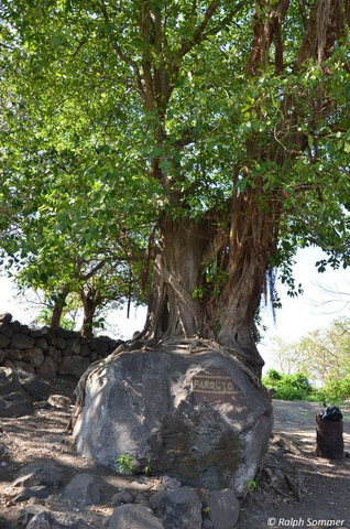 Ficusbaum auf Felsen Nicaragua