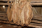 Trocknen der kubanischen Tabakblätter