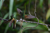 Kolibris Rio Blanco Manizales