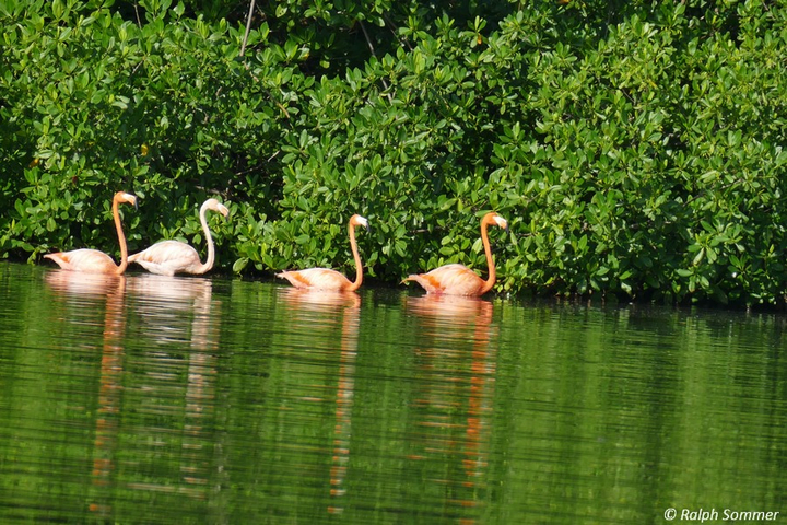 Flamingo, Phoenicopterus ruber