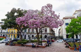 Blüten in Altstadt Panama City