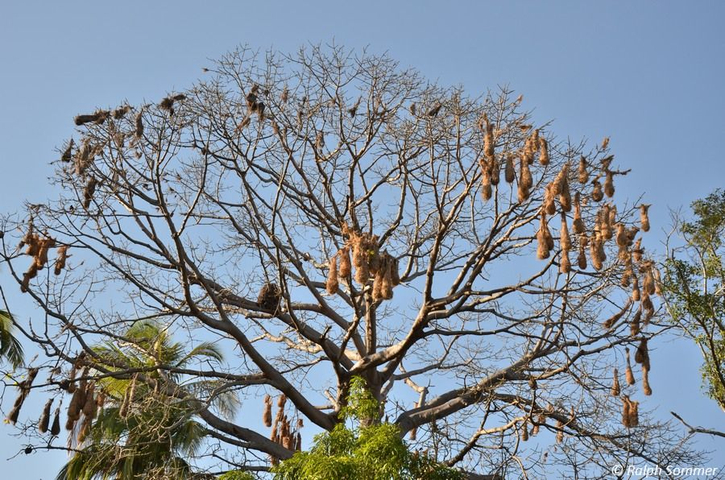 Kassikenester auf Kapokbaum Nicaragua
