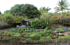 Campo Duro Öko Gemüseanbau, Galapagos