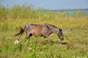 Pferd am Petén-Itza-See
