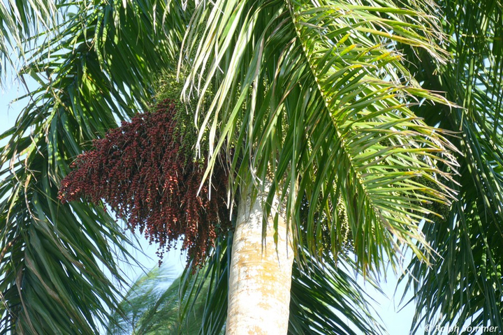 Königspalme mit Früchten