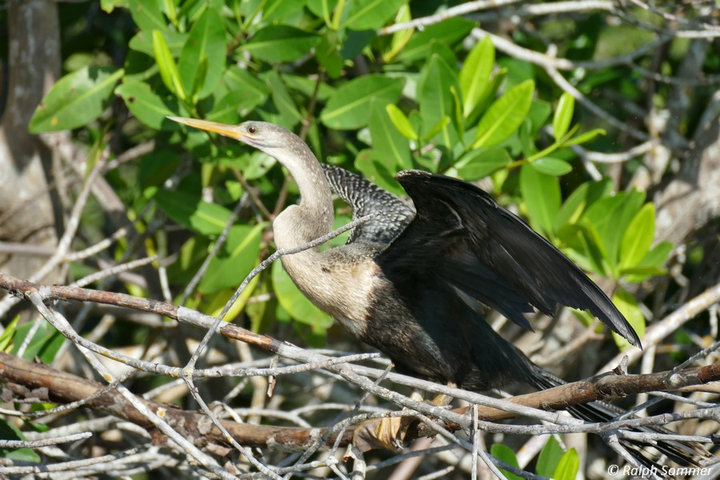 Schlangenhalsvogel Anhinga anhinga in der Lagune von Guanaroca auf Kuba