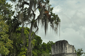 Baum mit Spanischem Moos (Tillandsia usneoides) in Tikal