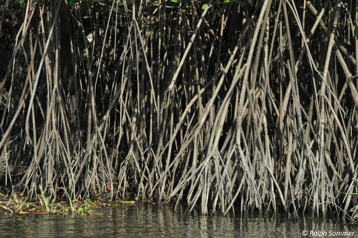 Luftwurzeln der Mangroven im Naturschutzgebiet