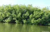 Mangroven Lagune Naturreservat Guanaroca