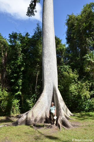 Stamm Kapokbaum
