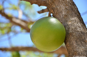 Jícaro (Kalebassenfrucht) am Baum