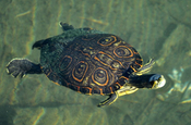 Wasserschildkröte im Wasser