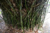 Ansammlung von Bambus