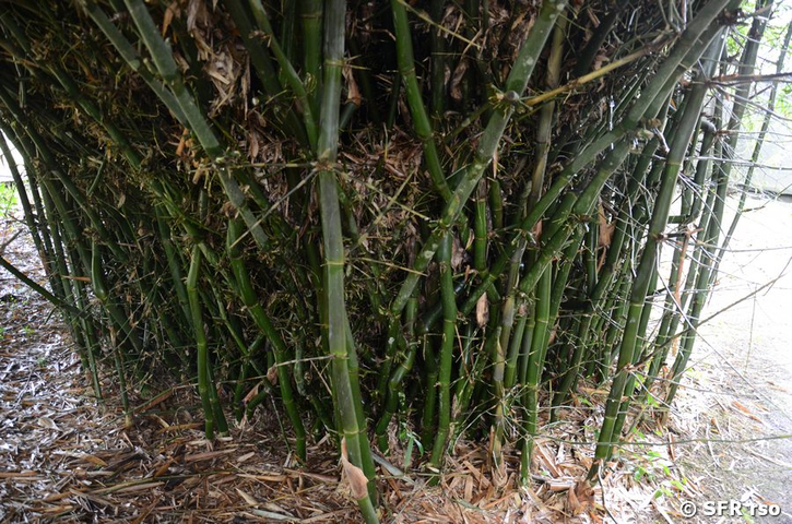 Ansammlung von Bambus