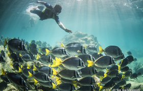 Schnorcheln mit einem Schwarm Doktorfische auf Galápagos