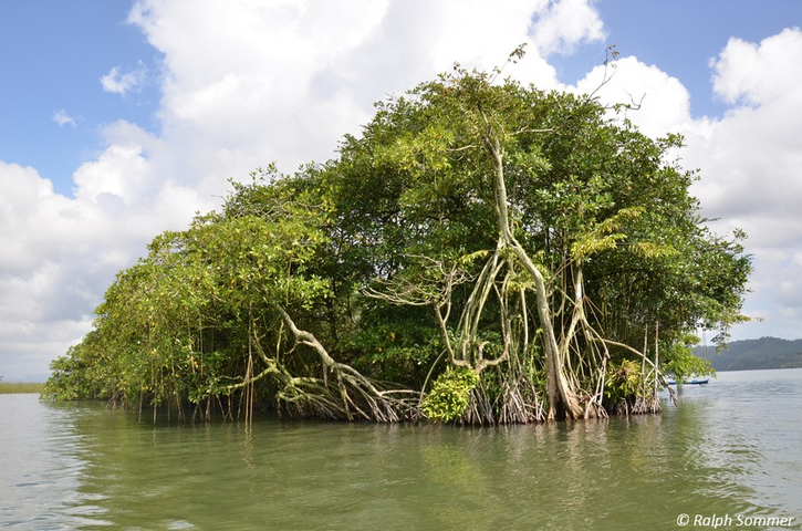 Mangroveninsel im Río Dulce