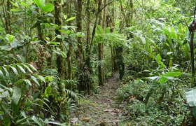Wanderpfad Bergnebelwald Ecuador