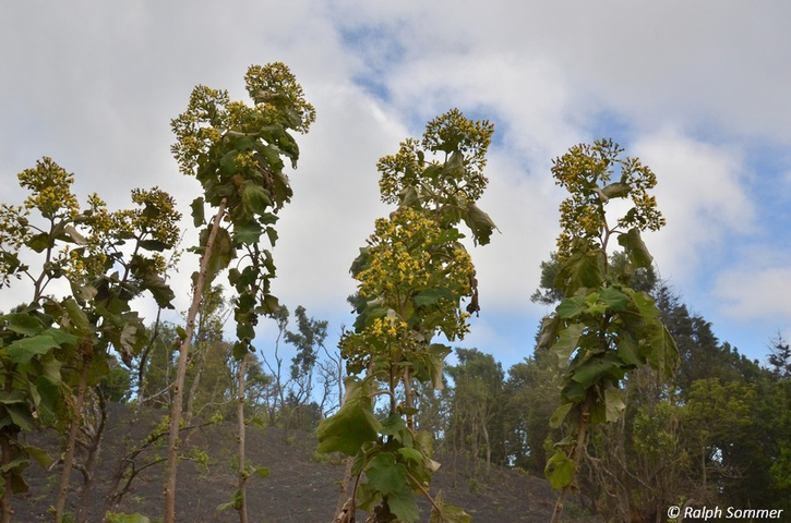Korbblütler Nationalpark Vulkan Pacaya