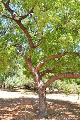 Niembaum (Azadirachta indica, Meliaceae)