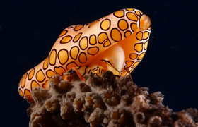 Flamingozunge Cyphoma gibbosum