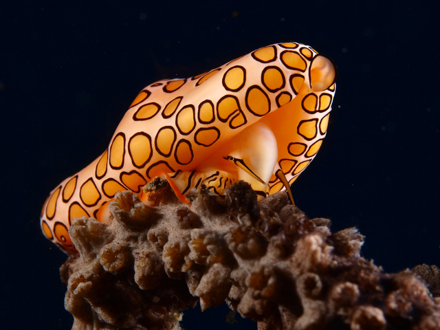 Flamingozunge Cyphoma gibbosum