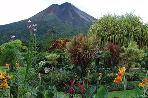 Blumen vor Vulkan Arenal Costa Rica