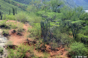 Semiaride Vegetation Cañón del Chicamocha