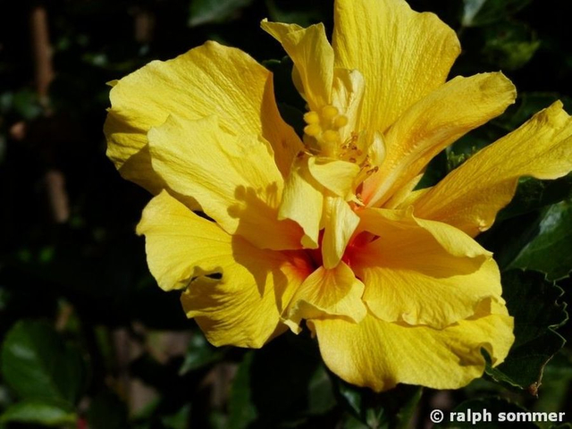 Hibiskusblüte
