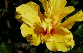 Hibiskusblüte