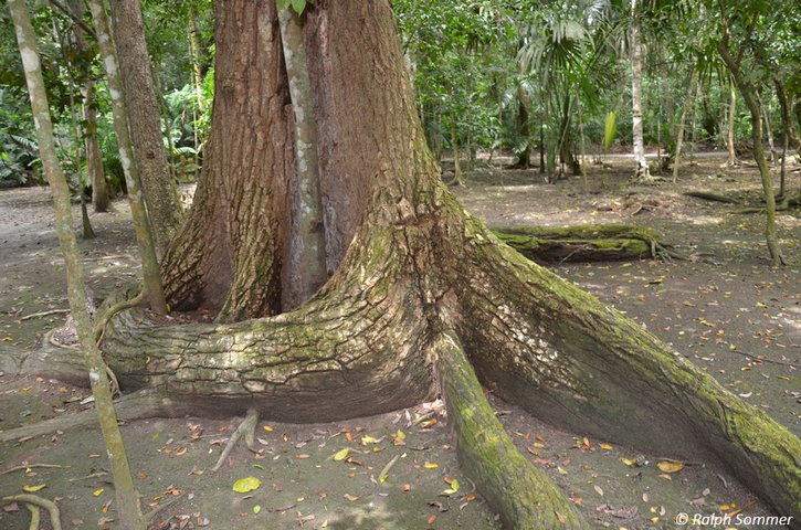 Flachwurzler aus dem Urwald in Tikal