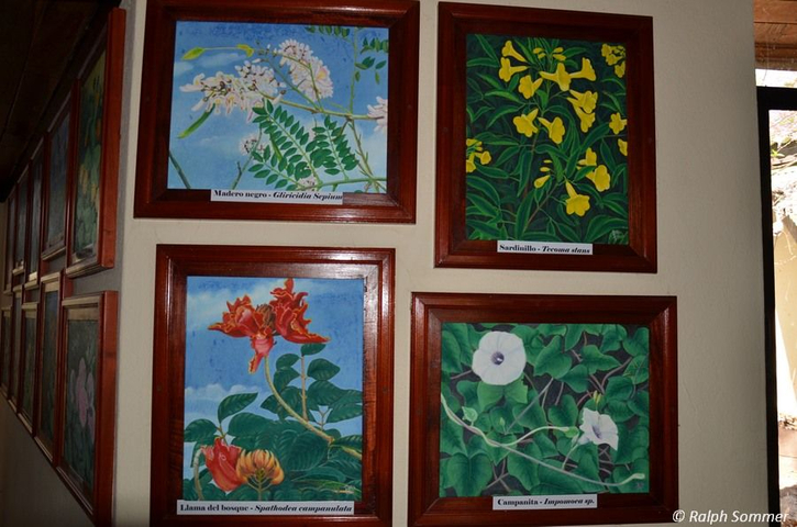 Bilder Flora Nicaraguas im Museum in Masaya