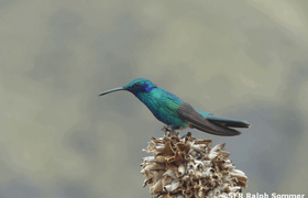Kolibri im Garten der Hostería Sommergarten