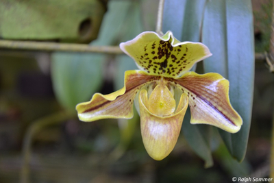 Frauenschuh-Orchidee (Cypripedium)