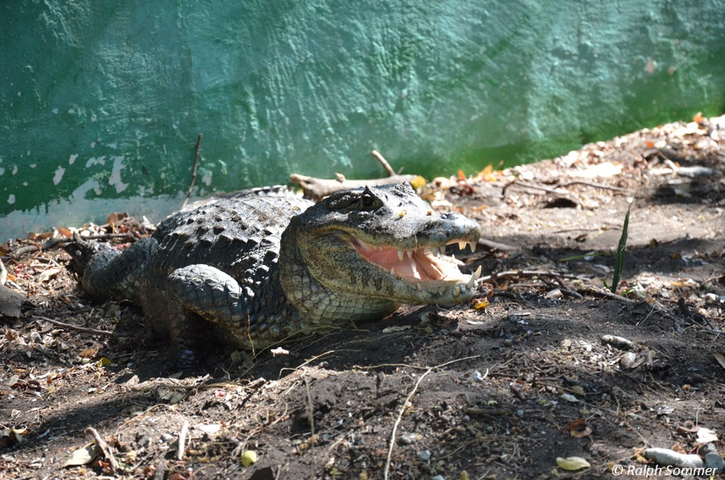 Krokodil ruhend am Wasser