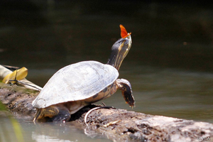 Schildkröte Corcovado Costa Rica