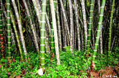 Guadua-Bambus reif und unreif