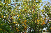 Orangenbaum in Granada