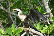 Schlangenhalsvogel Anhinga anhinga in der Lagune von Guanaroca auf Kuba