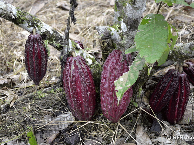 Kakaofrüchte am Stamm Ecuador