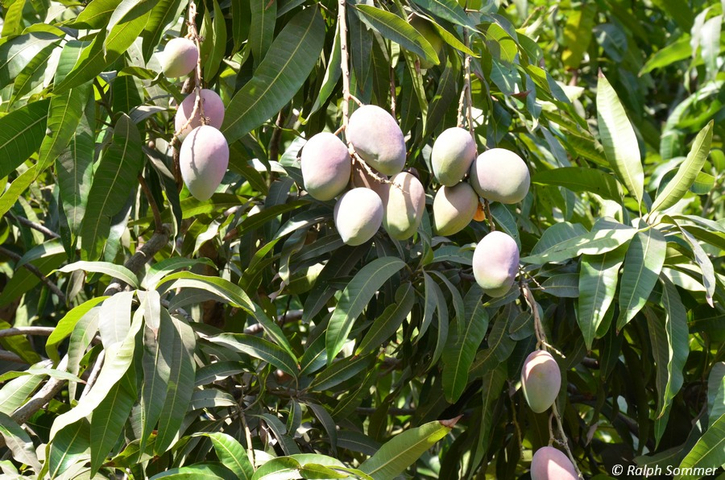 Mangofrüchte in Monterrico