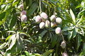 Mangofrüchte in Monterrico