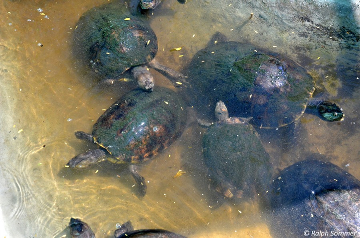 Wasserschildkröten in der Aufzuchtstation