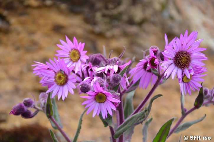 Senecio formosissimus (Asteraceae)