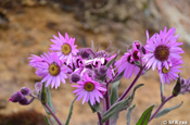 Senecio formosissimus (Asteraceae)