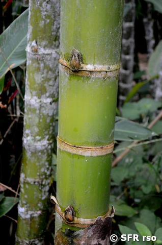 Unreifer Bambus