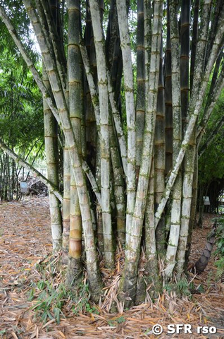Reifer Bambus