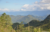 Waldlandschaft bei Alta Verapaz in Guatemala